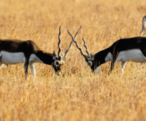 Blackbuck Safari in Jodhpur: A Wildlife & Photography Experience at Bishnoi Village