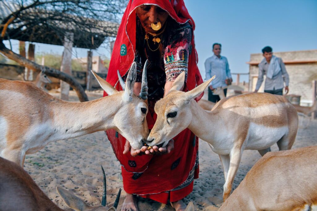 Blackbuck Safari in Jodhpur